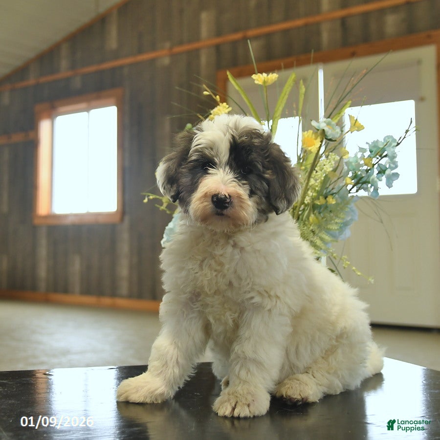 Sheepadoodle dogs Flori  - Ad 1