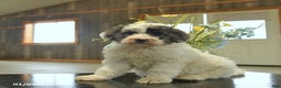 Sheepadoodle dogs for sale: Flori  - Ad 1
