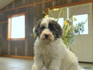 Sheepadoodle dogs Flori - Ad 1