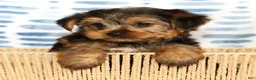 Yorkshire Terrier dogs for sale: Ally - Ad 4