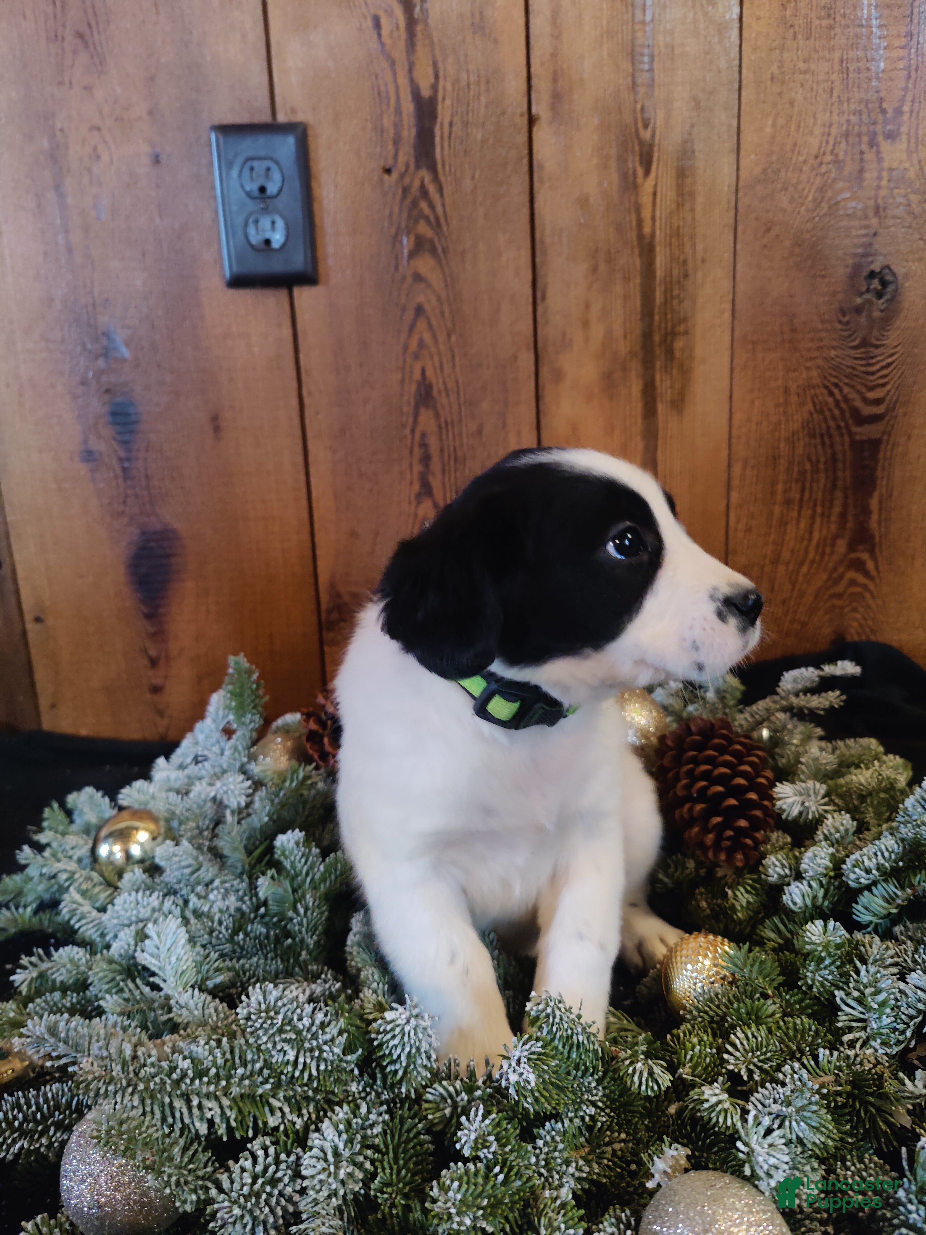 Mixed Breed dogs Betsy - Ad 6