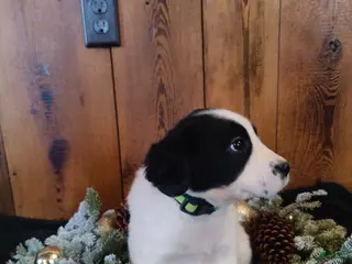 Mixed Breed dogs Betsy - Ad 4