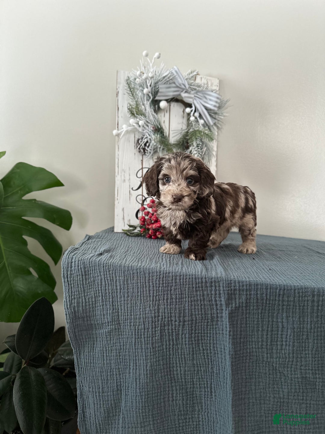 Mixed Breed dogs for sale: Dasher - Ad 1