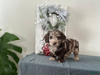 Mixed Breed dogs Dasher - Ad 14