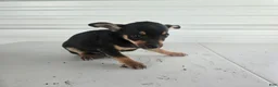 Chihuahua dogs for sale: Brutis - Ad 4