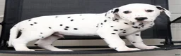 Dalmatian dogs for sale: Rufus - Ad 3