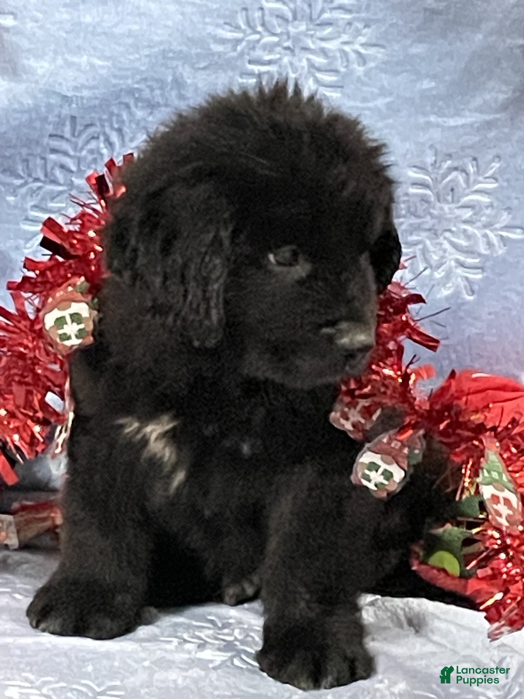 Newfoundland dogs for sale: Newfoundland Puppy 1 - Ad 1