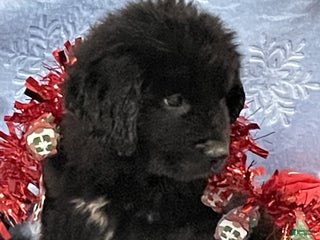 Newfoundland dogs Newfoundland Puppy 1 - Ad 4