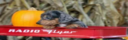 Miniature Dachshund dogs for sale:  Zino 🐕 - Ad 9