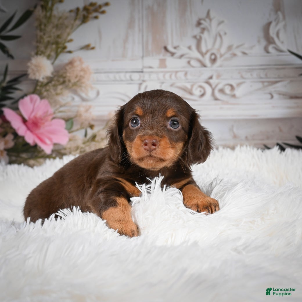 Miniature Dachshund dogs AKC-Porter - Ad 12