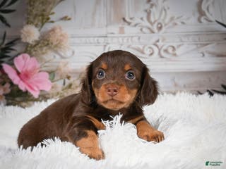 Miniature Dachshund dogs AKC-Porter - Ad 12