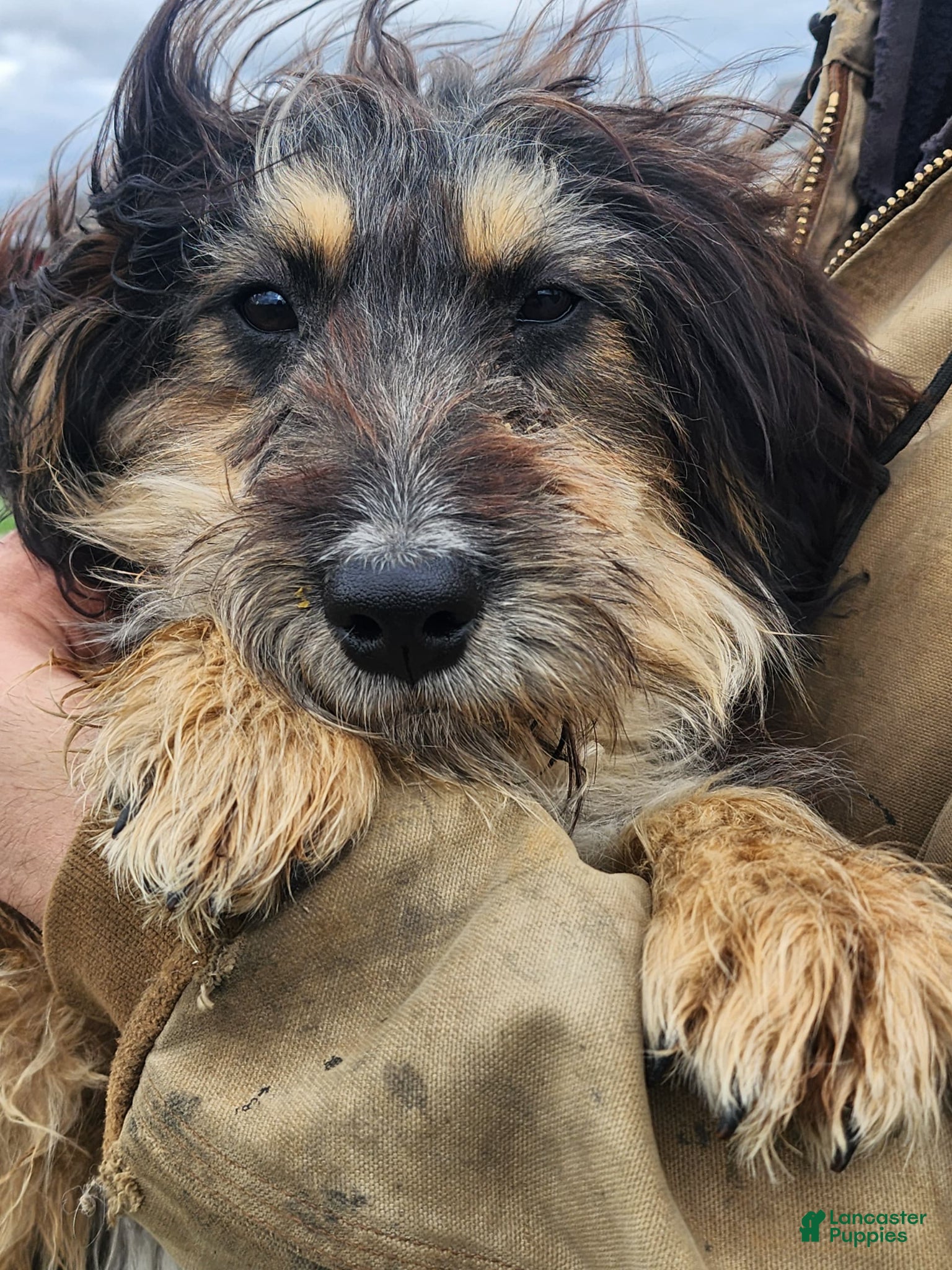 Bernedoodle dogs Bernedoodle Puppy 1 - Ad 1