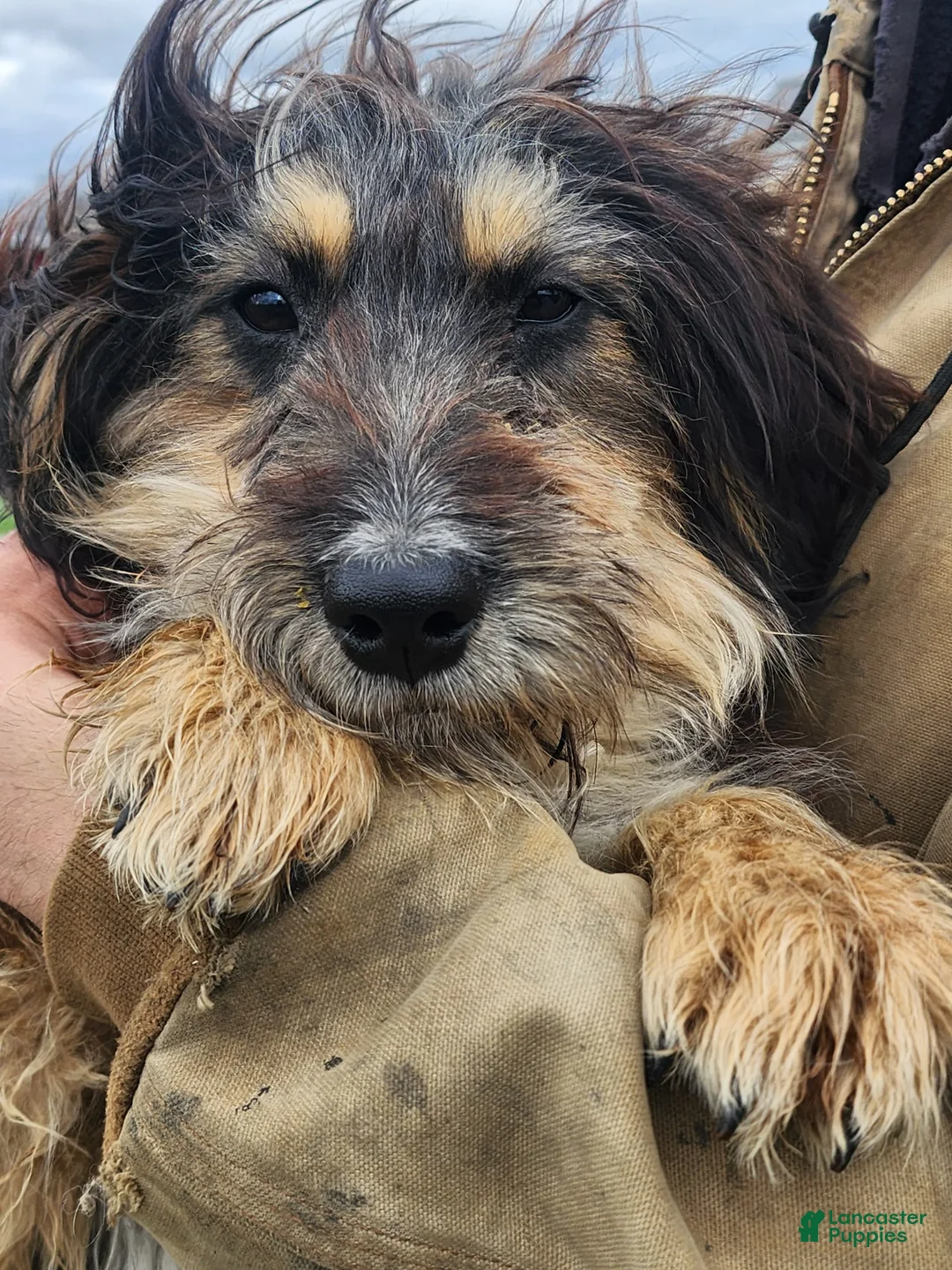 Bernedoodle dogs for sale: Bernedoodle Puppy 1 - Ad 1