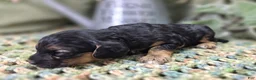 Cockapoo dogs for sale: Batty - Ad 30