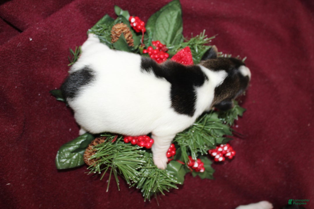 Jack Russell Terrier dogs for sale: HersheyKiss - Ad 3