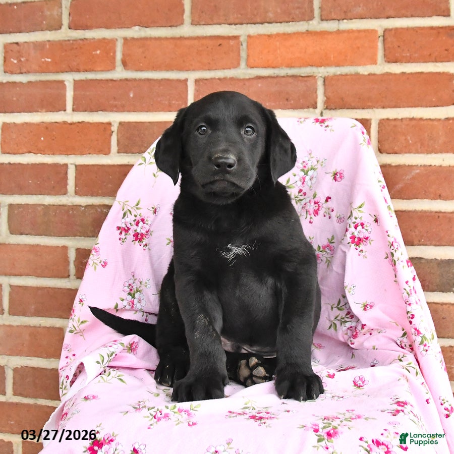 Labrador Retriever dogs Prince   - Ad 1