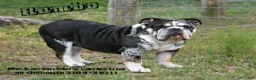 English Bulldog dogs for sale: Jaxson - Ad 11
