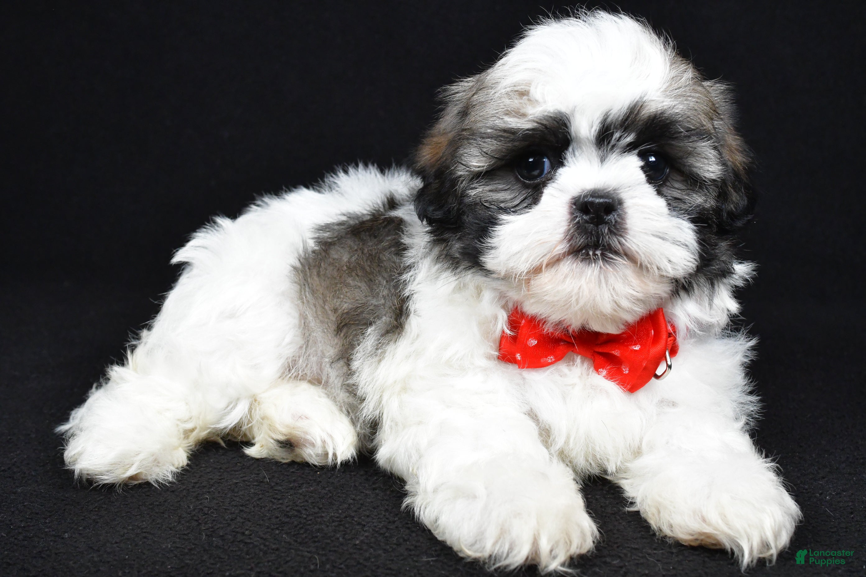 Shih Tzu dogs Davy - Ad 1