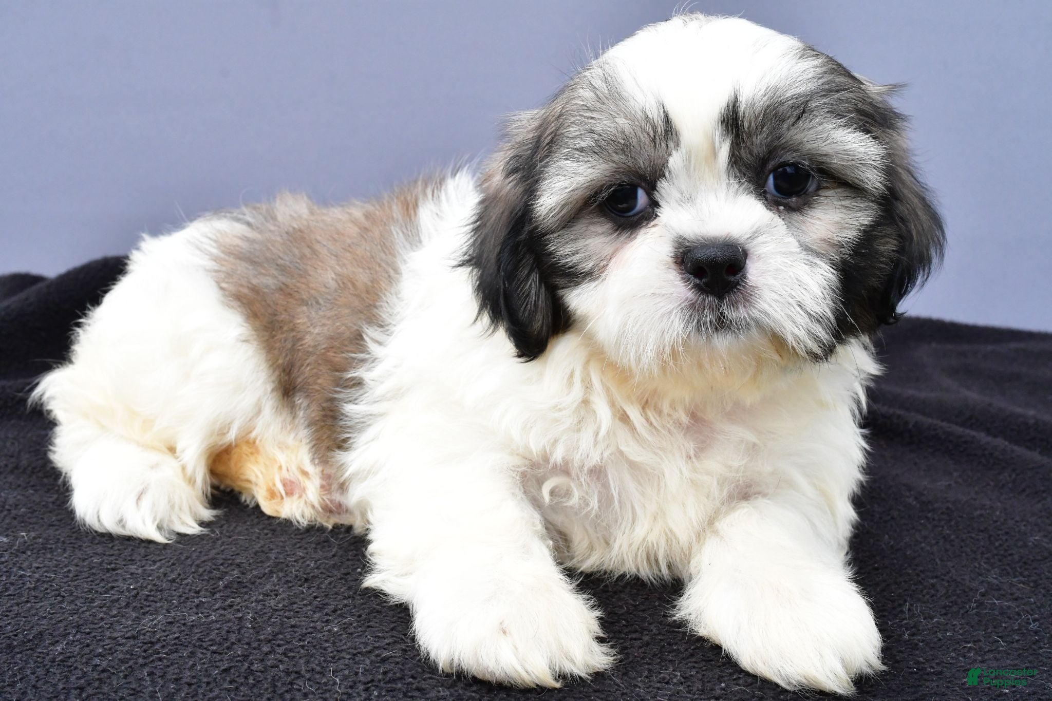Shih Tzu dogs Angelo - Ad 2