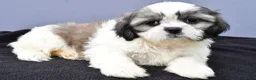 Shih Tzu dogs for sale: Angelo - Ad 2