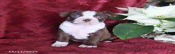 Boston Terrier dogs for sale: Bouncer - Ad 5