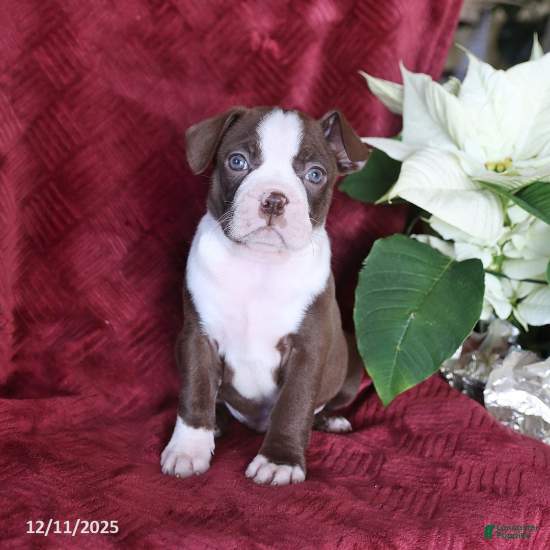 Boston Terrier dogs for sale: Bouncer - Ad 5