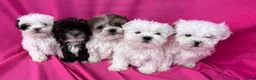 Shihpoo dogs for sale: BUSTER - Ad 5