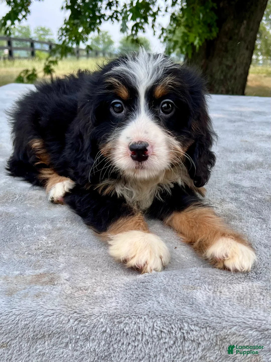 Bernedoodle dogs for sale: Amber - Ad 1