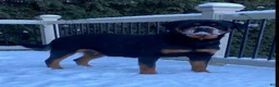 Rottweiler dogs for sale: Grace - Ad 7