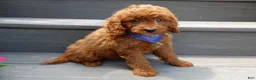 Mini Goldendoodle dogs for sale: Asher - Ad 5