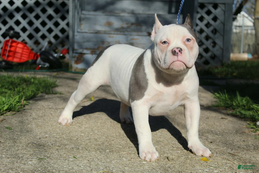 American Bully dogs for sale: Wilbur  - Ad 1