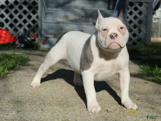 American Bully dogs Wilbur - Ad 3