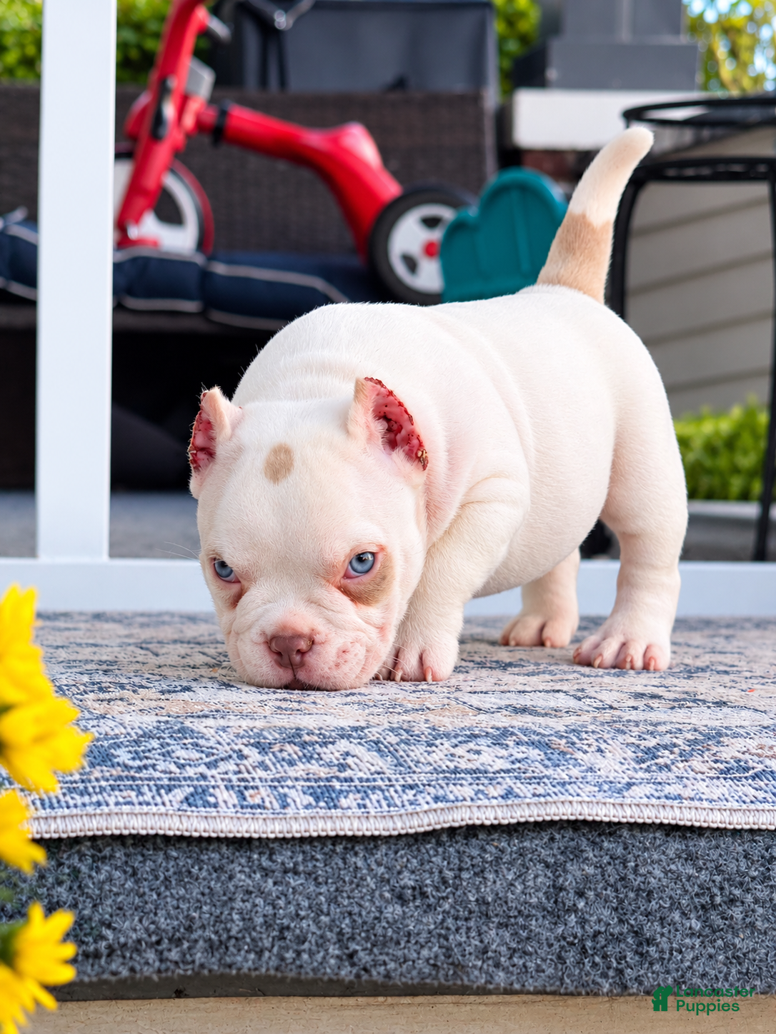 American Bully dogs American Bully 1 - Ad 2