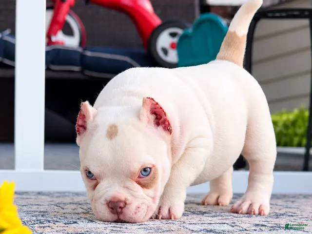 American Bully dogs for sale: American Bully 1 - Ad 2