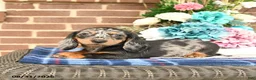 Miniature Dachshund dogs for sale: Liz  - Ad 3