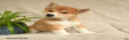 Shiba Inu dogs for sale: Izzy - Ad 3