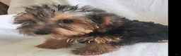 Yorkiepoo dogs for sale: Ziggy - Ad 4