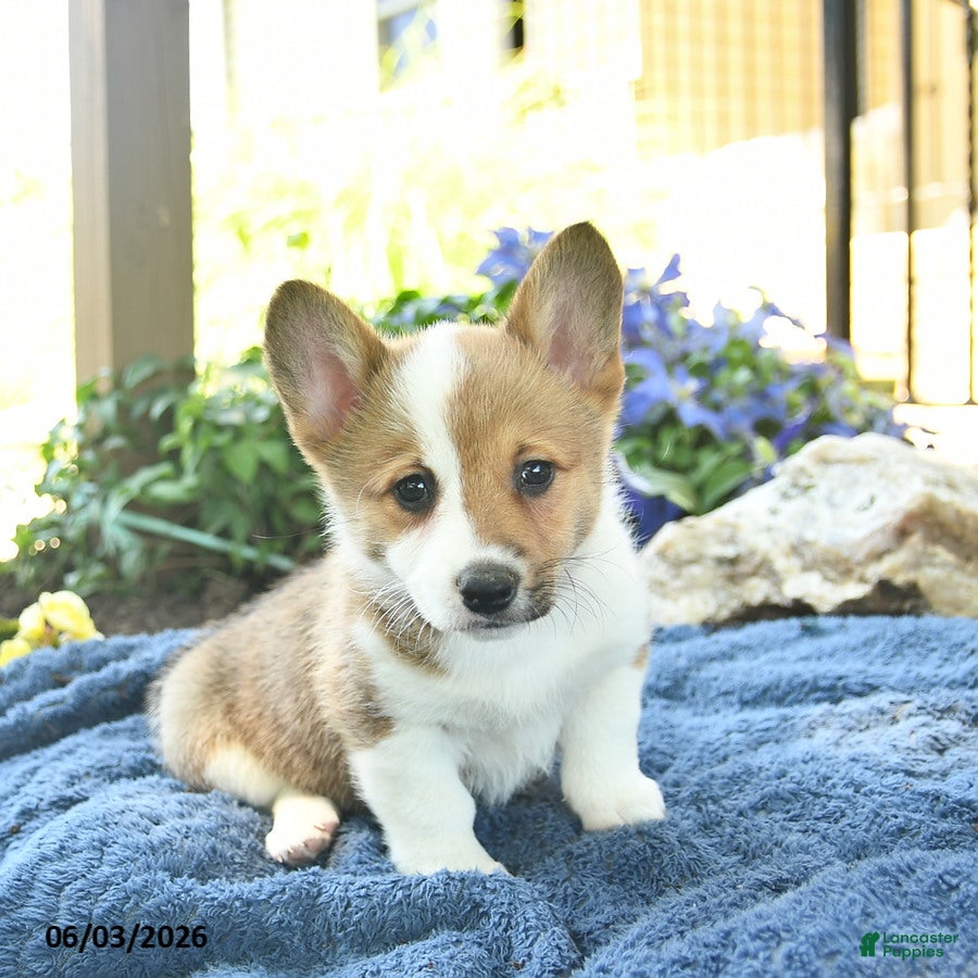 Welsh Corgi Pembroke dogs for sale: Rosemary  - Ad 2