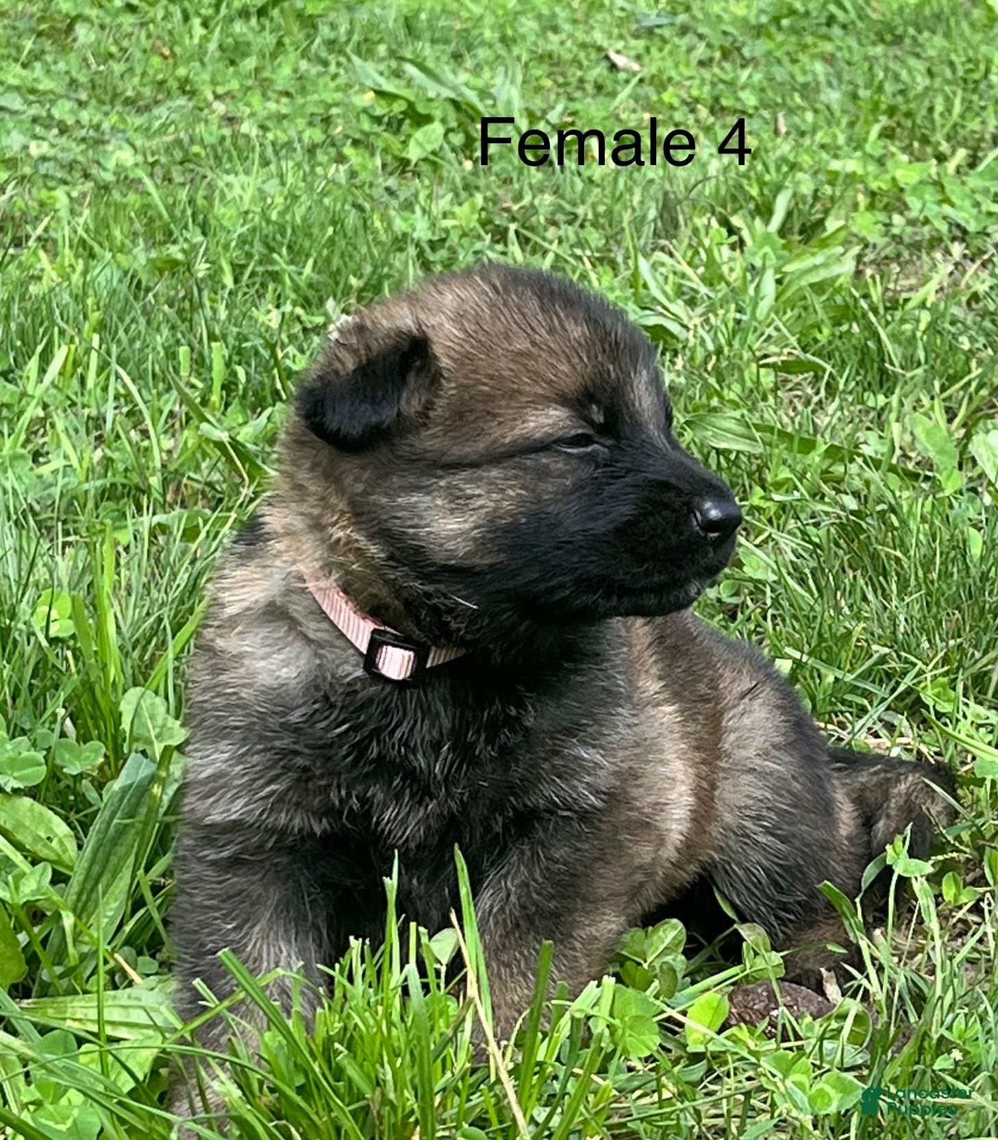 German Shepherd dogs German Shepherd 4 - Ad 1