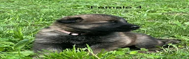 German Shepherd 4