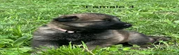 German Shepherd dogs for sale: German Shepherd 4 - Ad 1
