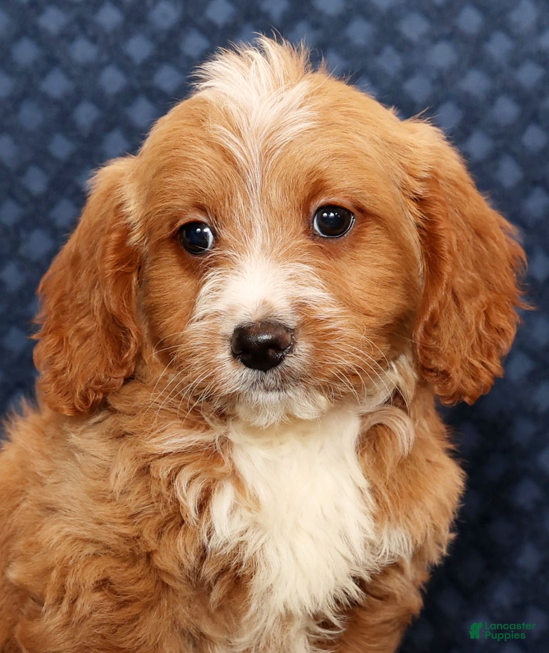 Mini Goldendoodle dogs for sale: Dylan - Ad 9