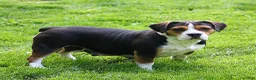 Beabull dogs for sale: Grant - Ad 8