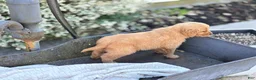 Golden Retriever dogs for sale: Muffin - Ad 3