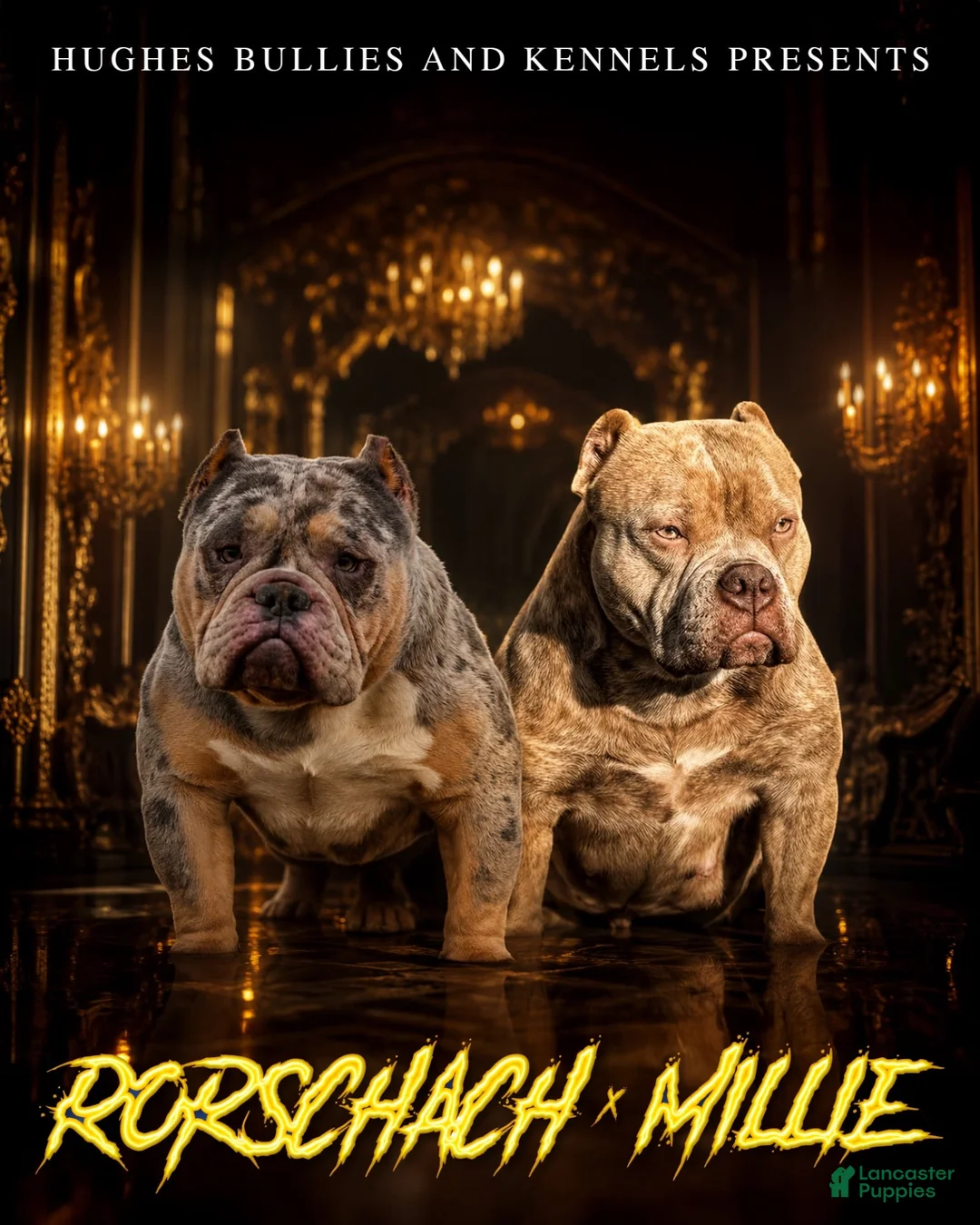 American Bully dogs for sale: Blue Brindle Female - Ad 8