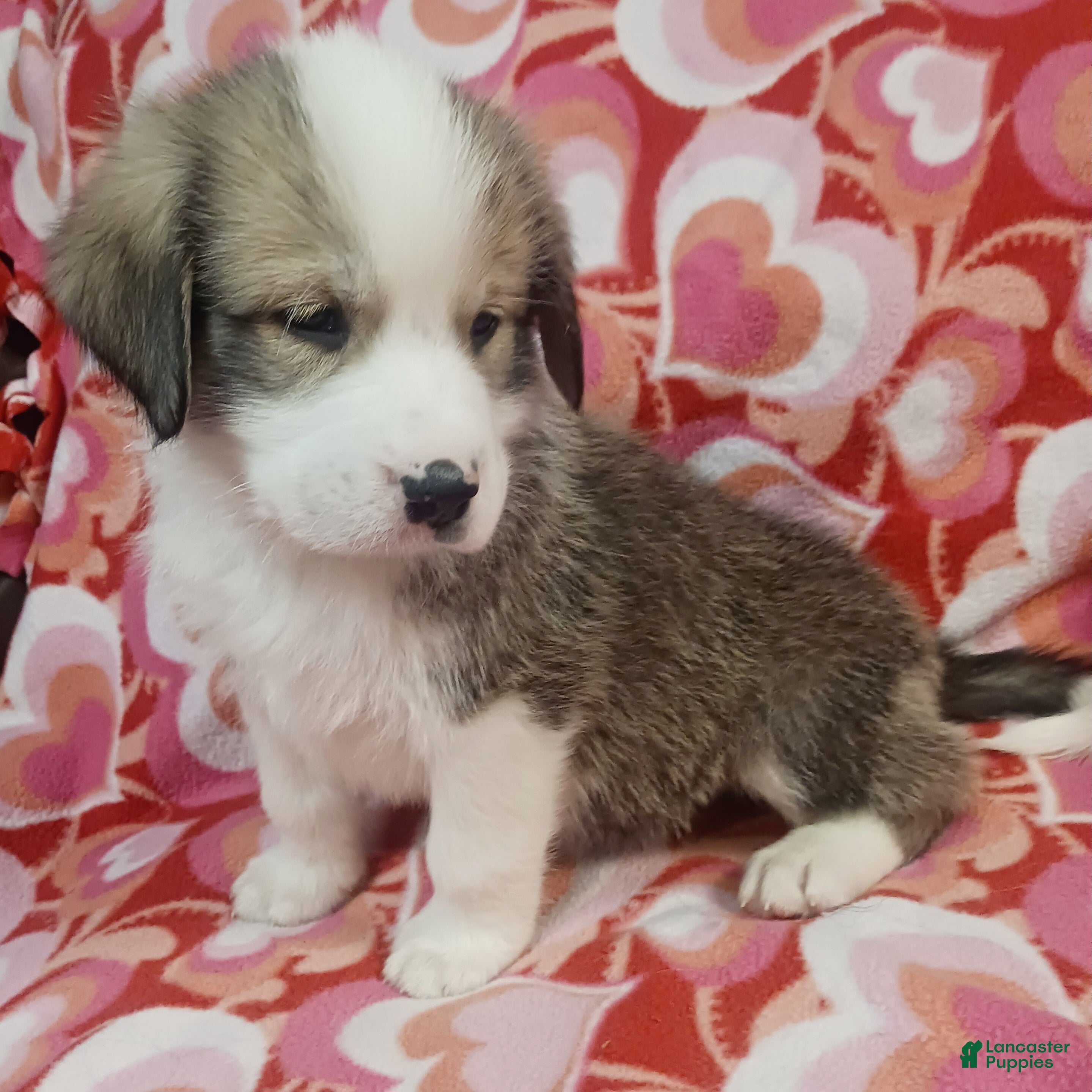 Mixed Breed dogs Soldier - Ad 35