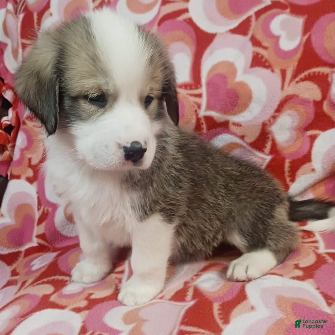 Mixed Breed dogs for sale: Soldier - Ad 1