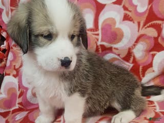 Mixed Breed dogs Soldier - Ad 40