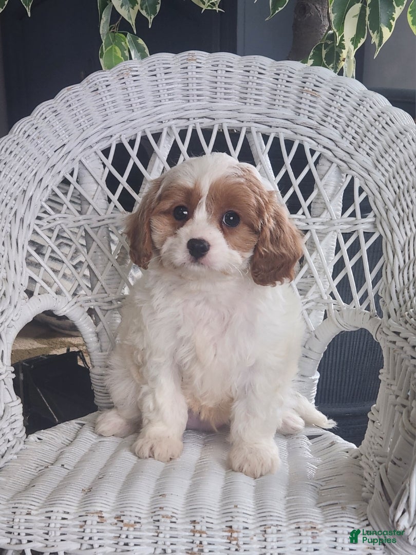 Cavapoo dogs Javan - Ad 2