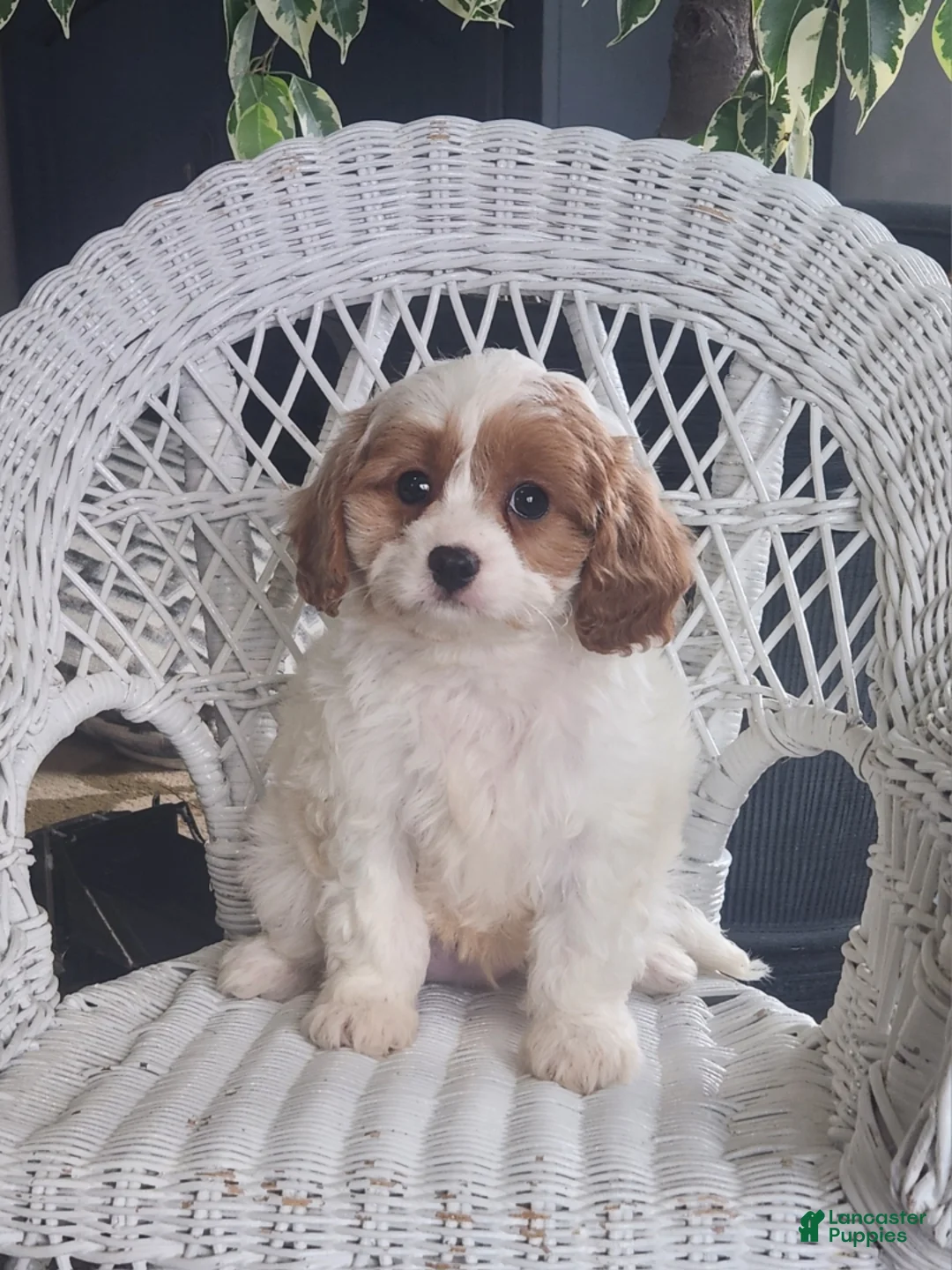 Cavapoo dogs for sale: Javan - Ad 2